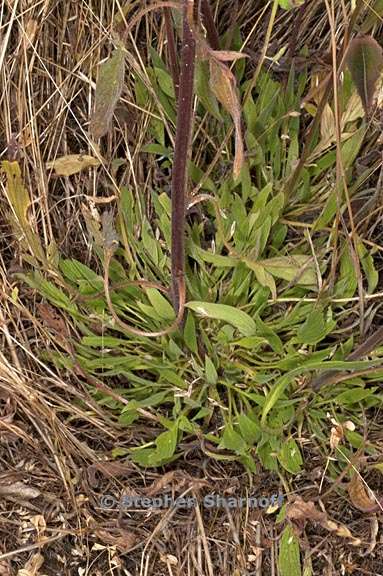 phacelia imbricata ssp imbricata 7 graphic